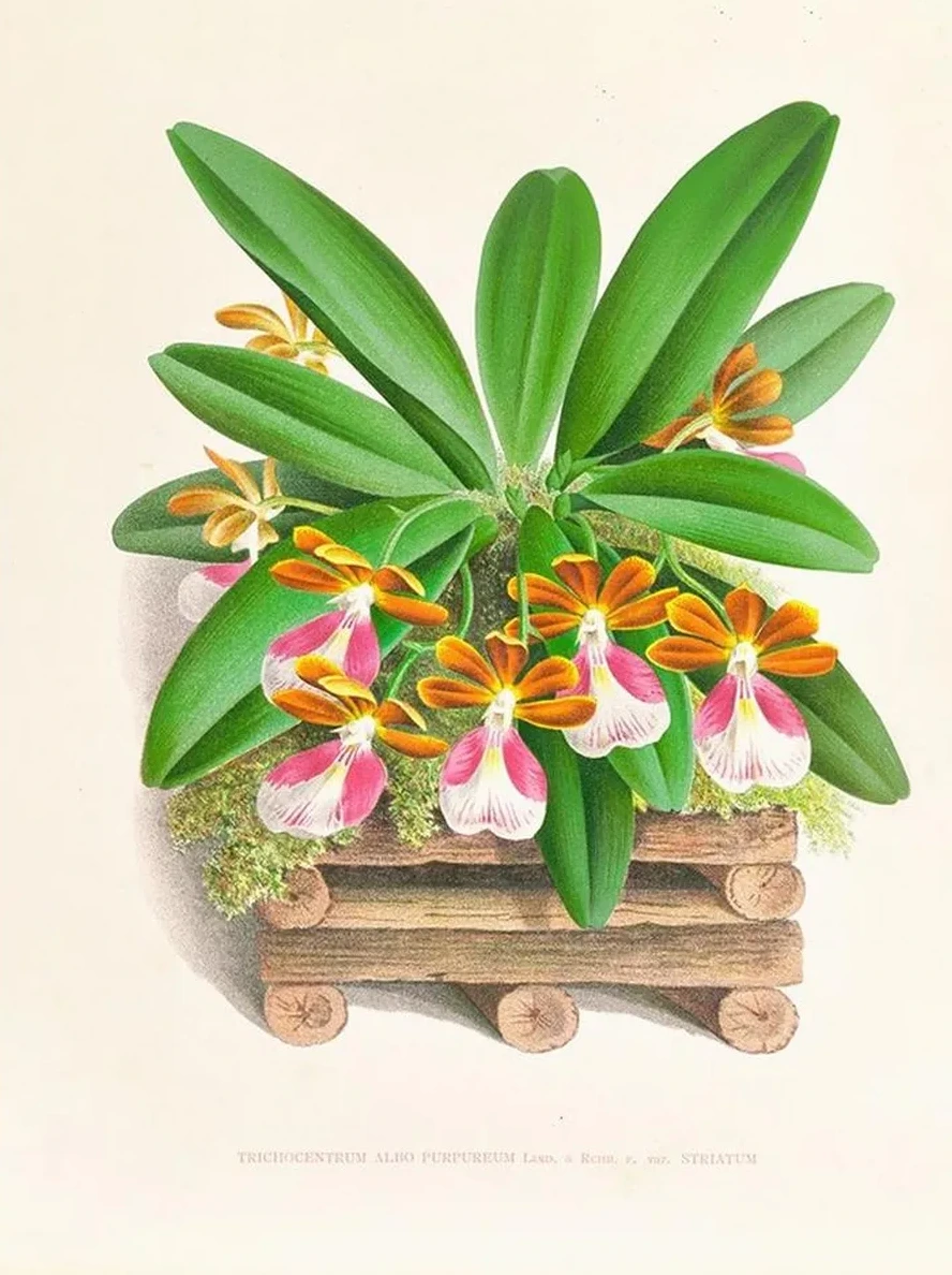 Trichocentrum Albo Purpureum