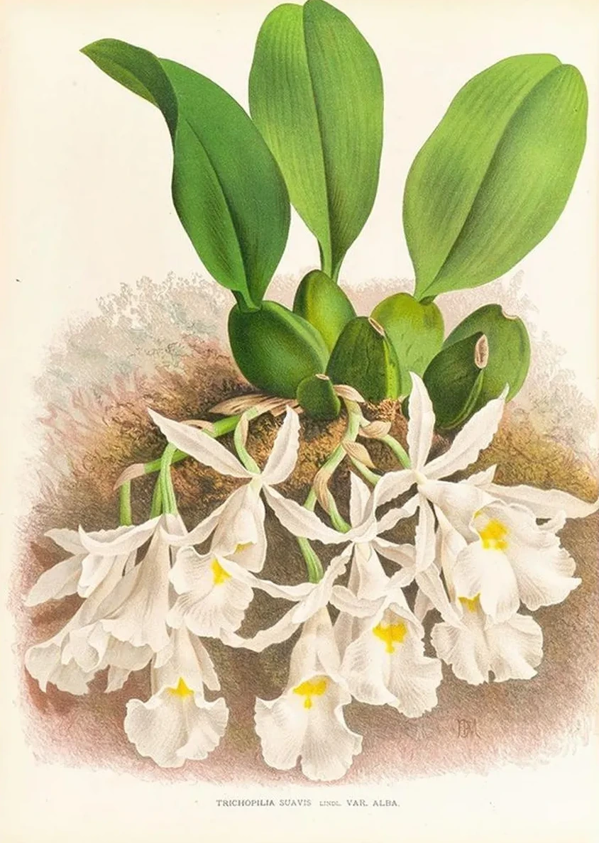 Trichopilia Suavis