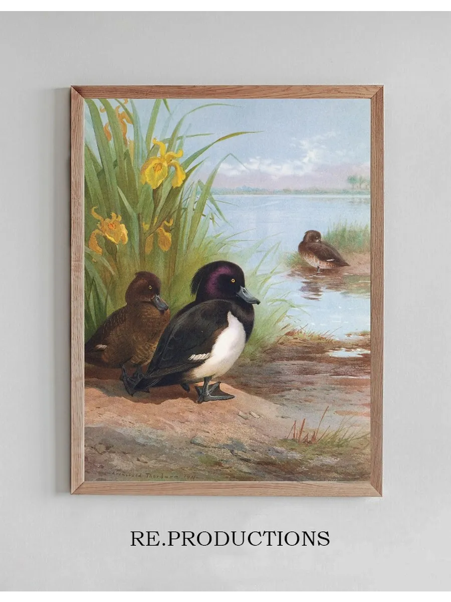 Tufted Duck