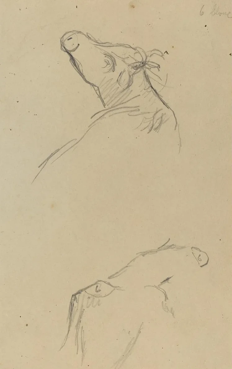 Two Cow's Heads