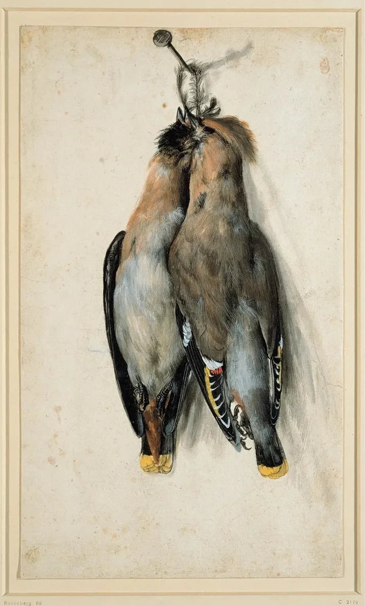Two Dead Bohemian Waxwings