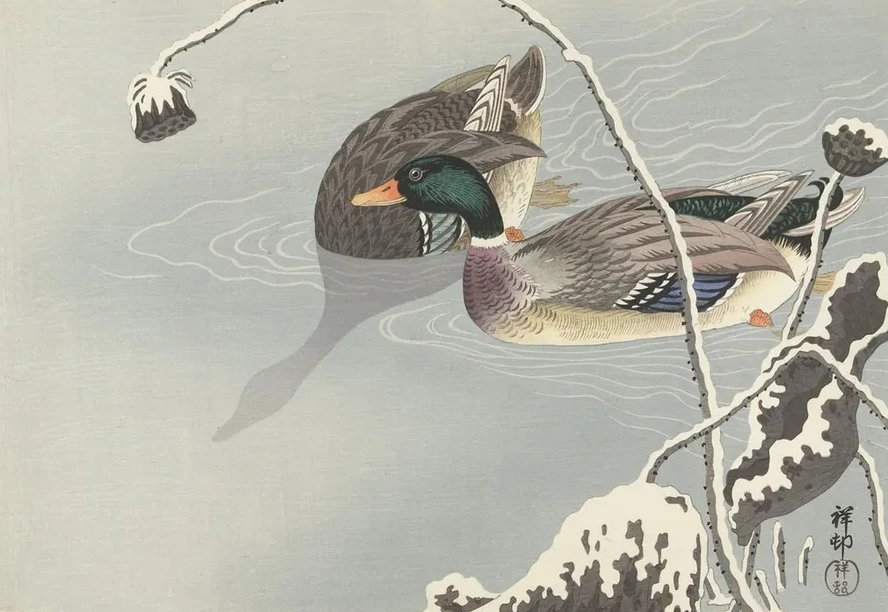 Two Mallards near a Snow - Covered Lotus