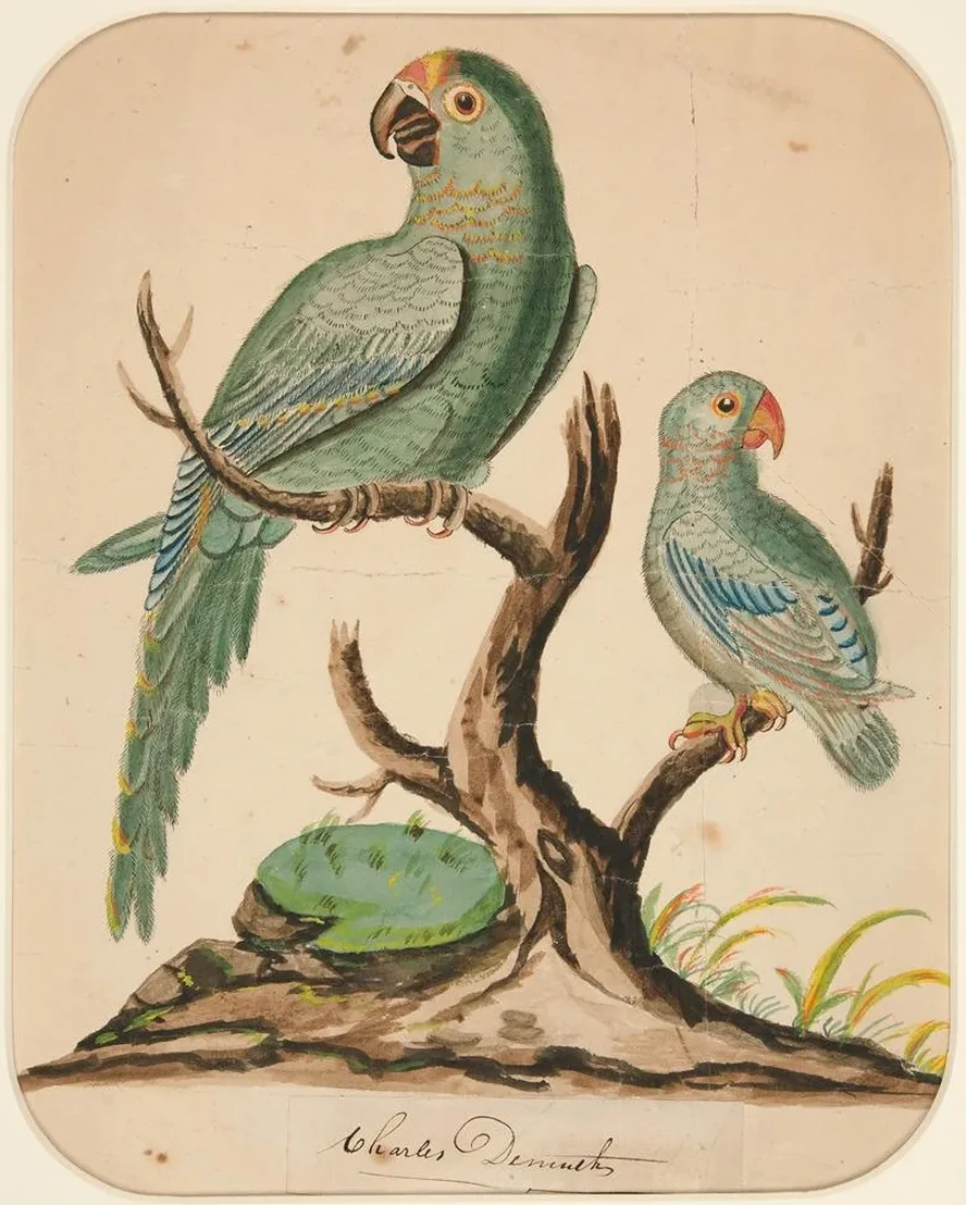 Two Parrots on a BarrenTree