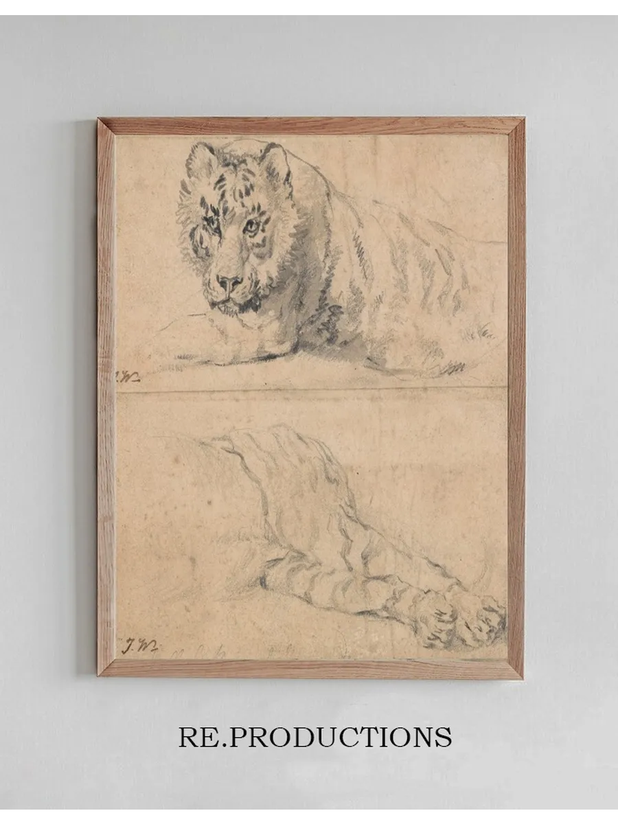 Two Studies of a Tiger Above Head and Shoulders Below Hindquarters