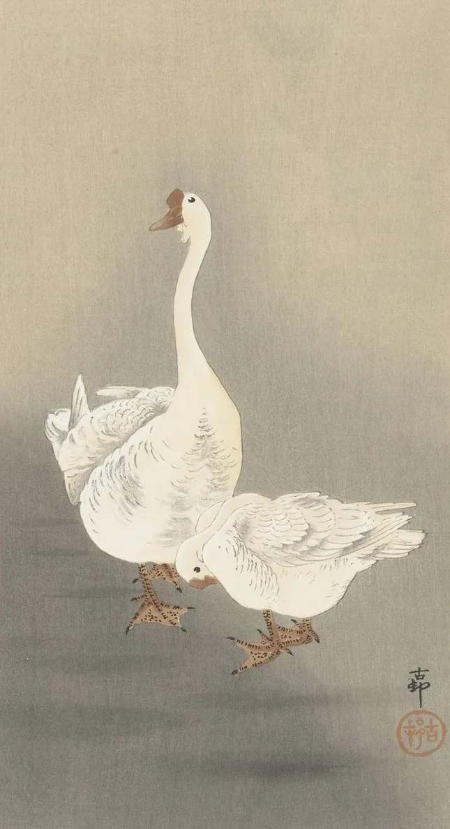 Two Geese