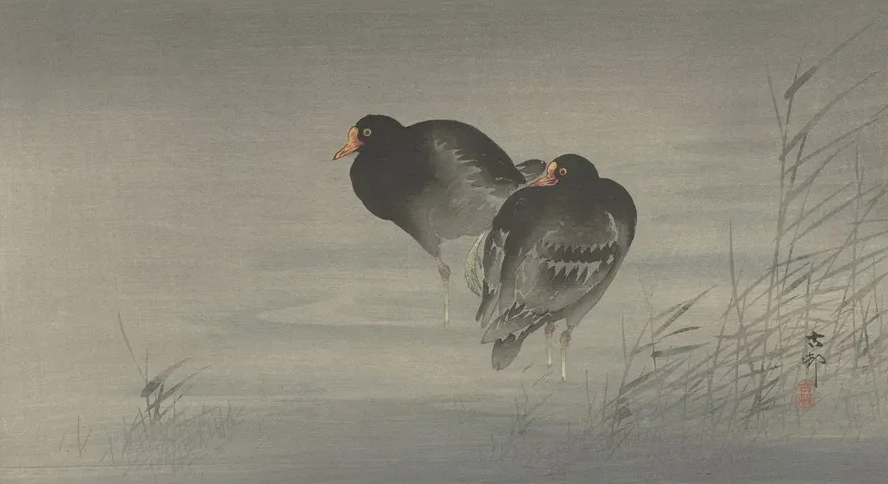 Two Moorhens