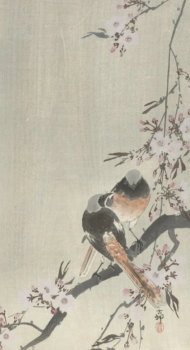 Two Siegeled Redtails with Cherry Blossom
