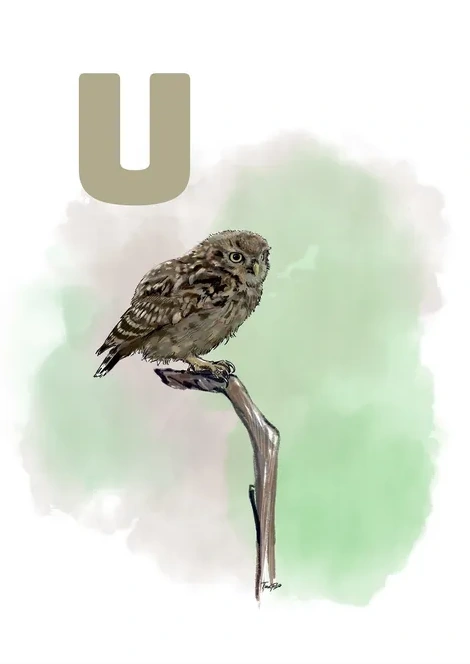 U Grey Ugle