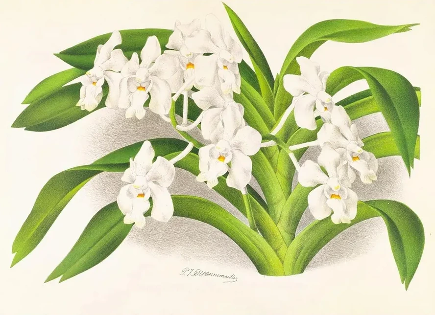 Vanda Denisoniana