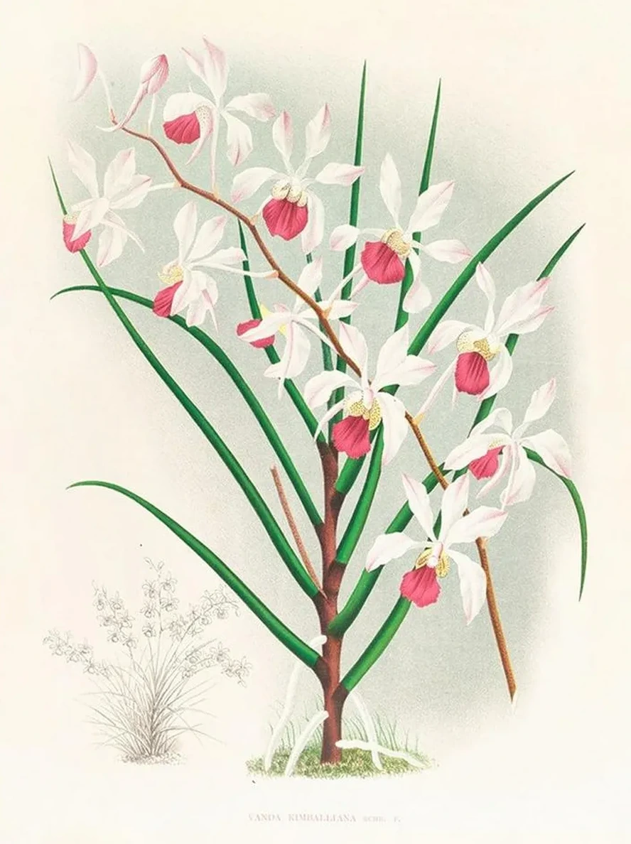 Vanda Kimballiana