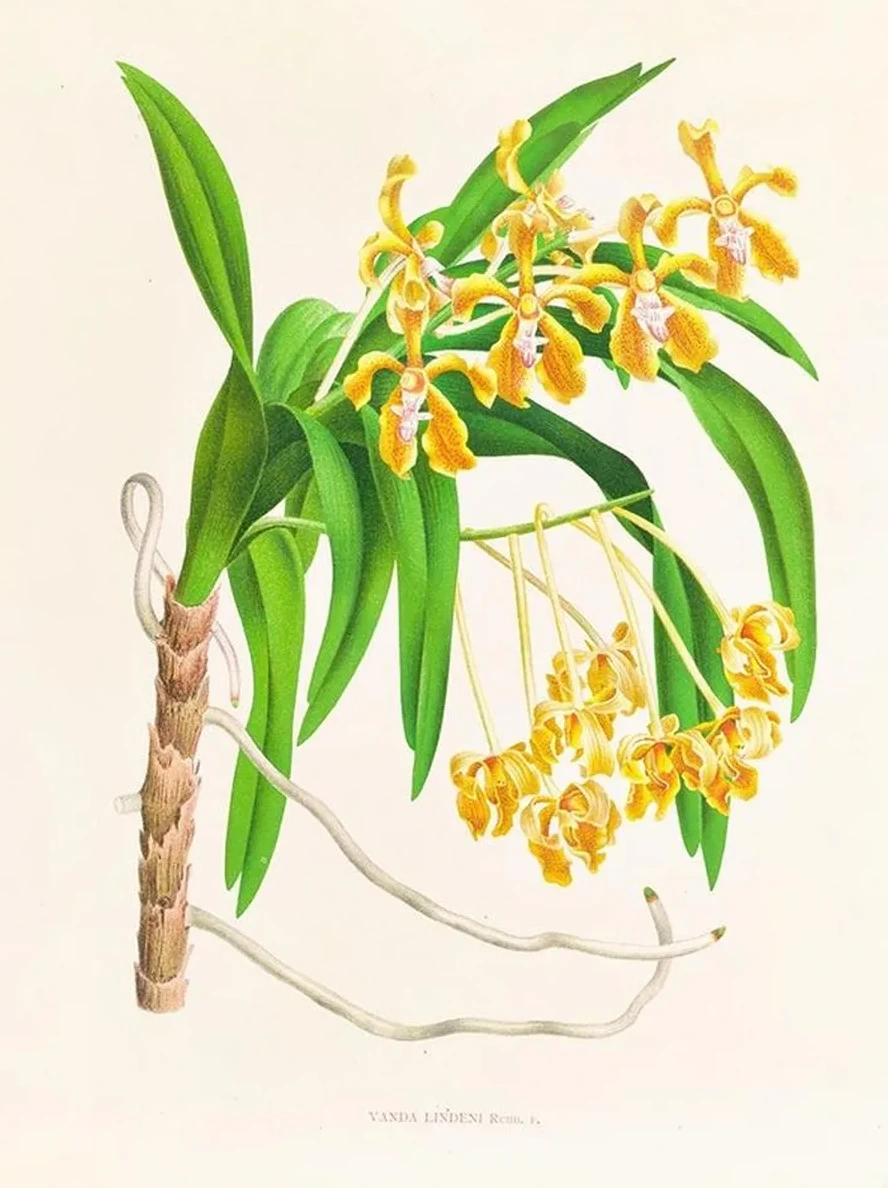 Vanda Lindeni