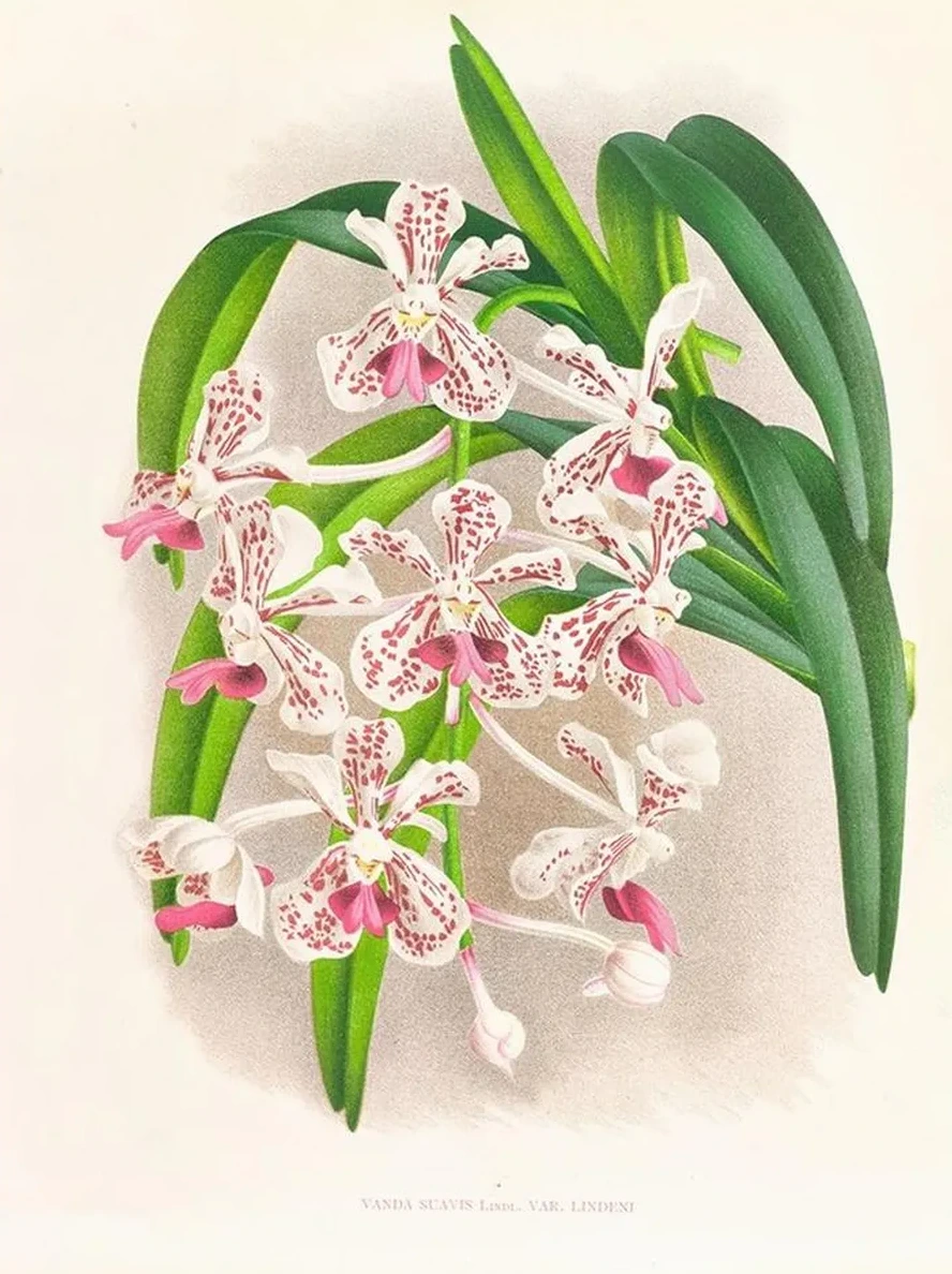 Vanda Suavis