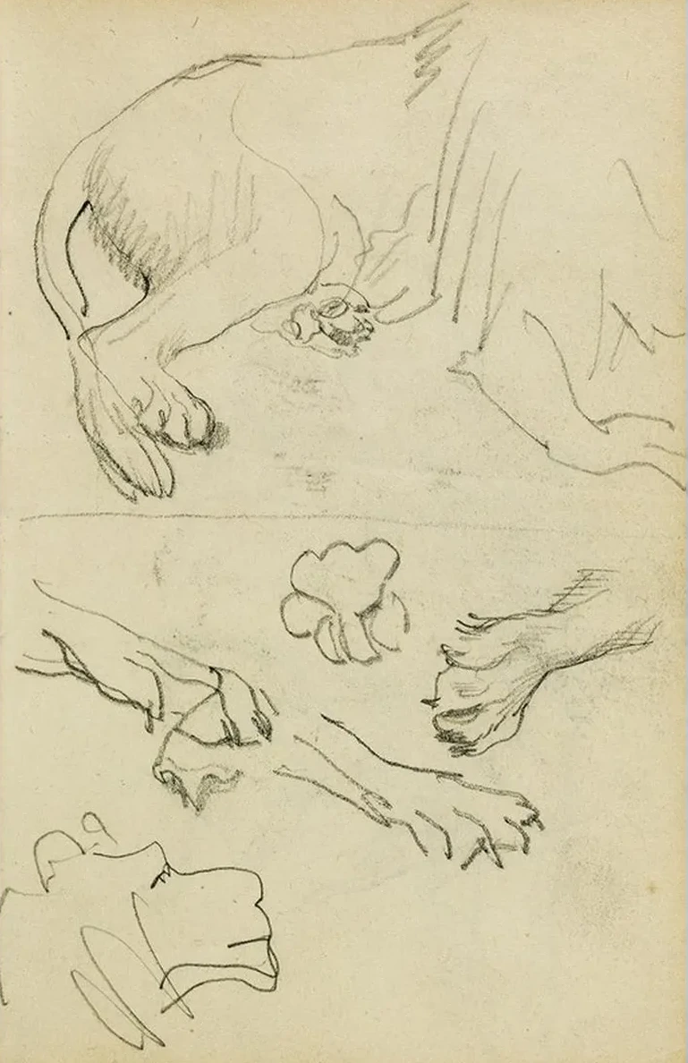 Various Studies of Lion Leg, Paws and Head