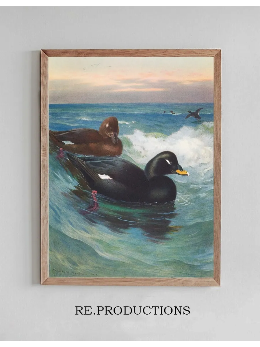 Velvet - Scoter