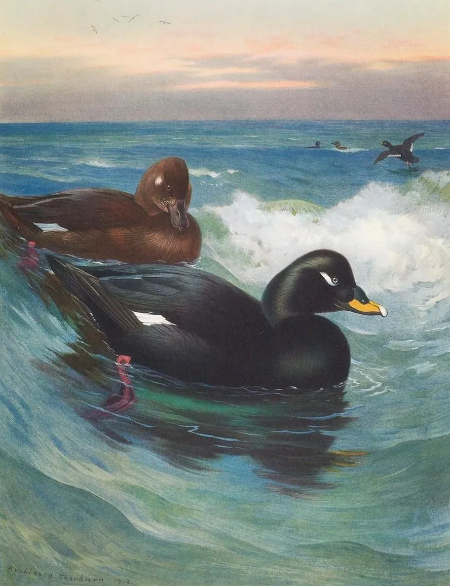 Velvet - Scoter