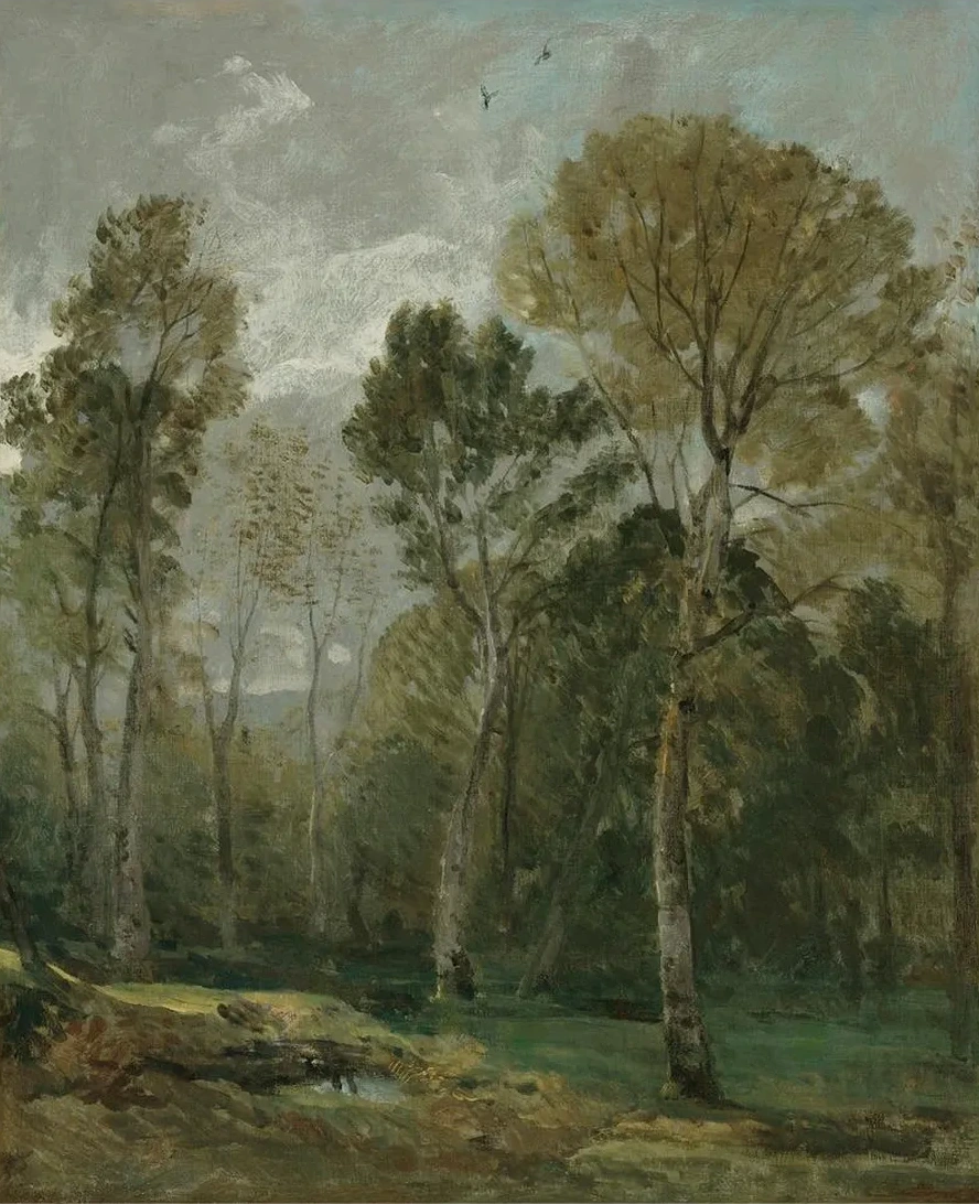 View Of A Copse