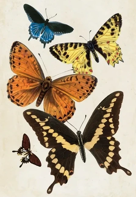 Vintage Butterfly