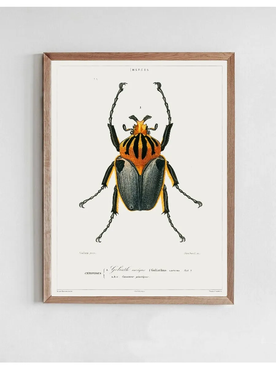 Vintage Museum - Beetle