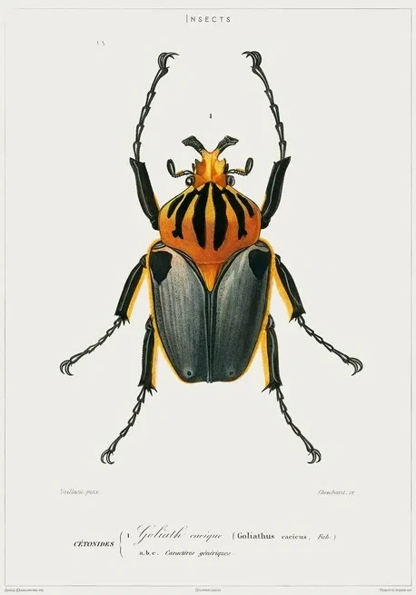 Vintage Museum - Beetle