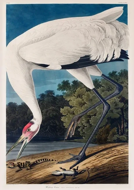 Vintage Museum - Bird I