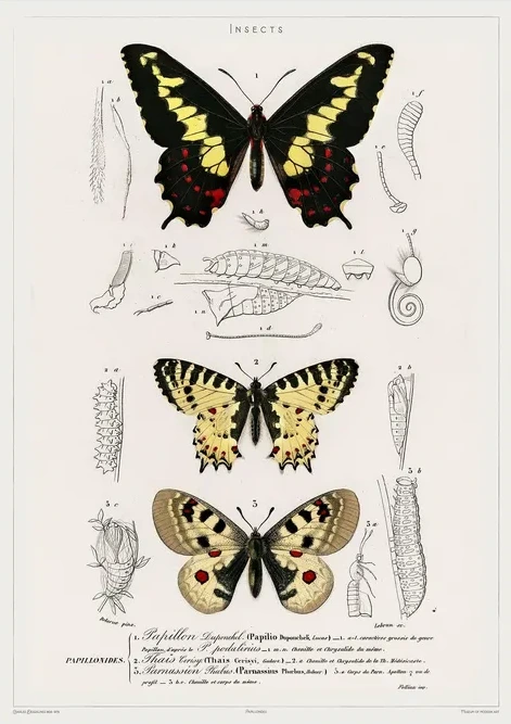 Vintage Museum - Butterflies