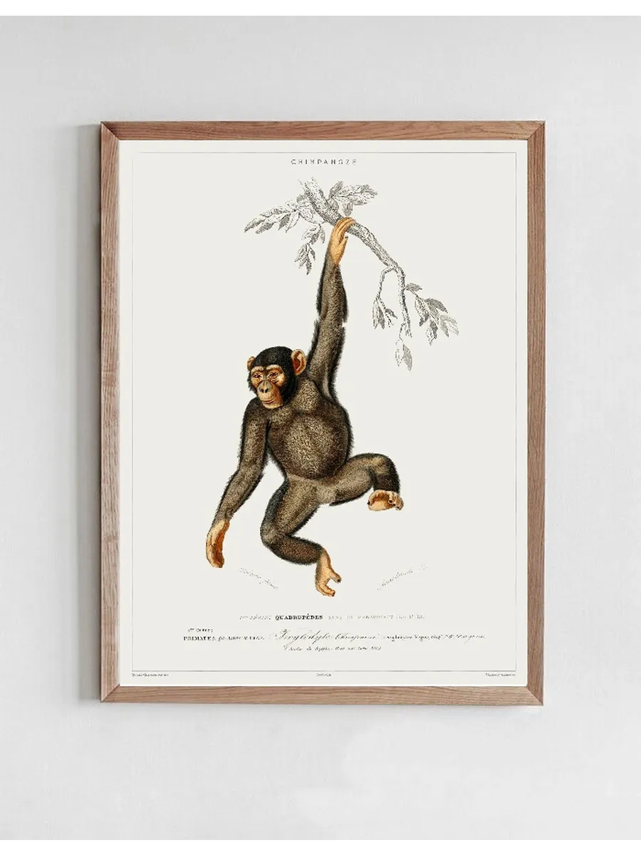 Vintage Museum - Chimpanchee