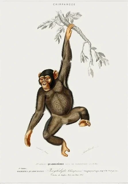 Vintage Museum - Chimpanchee