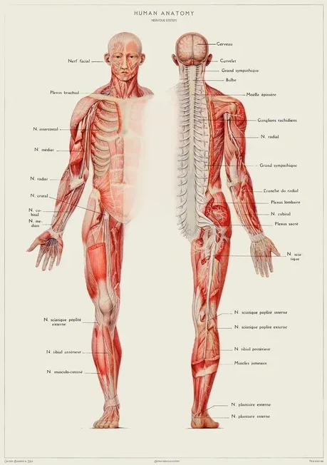Vintage Museum - Human Anatomy