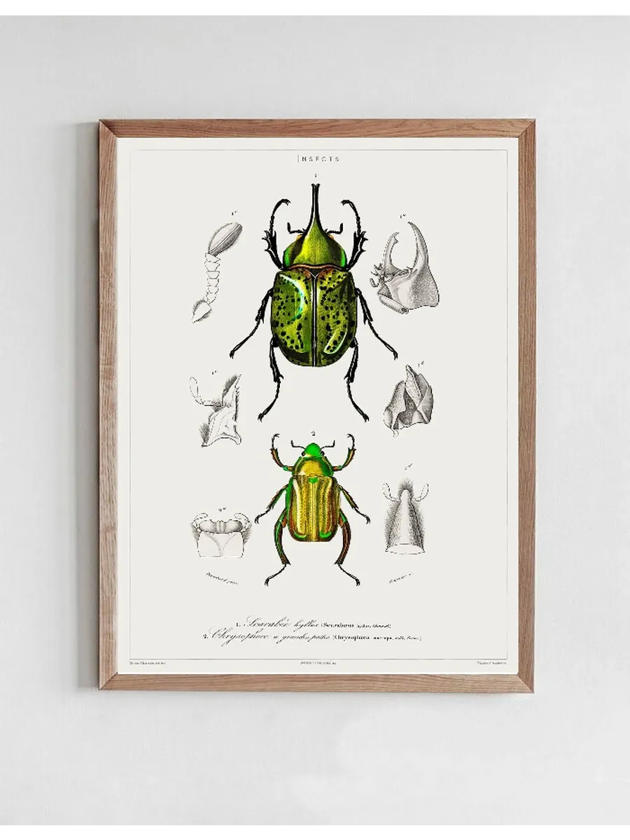 Vintage Museum - Insects