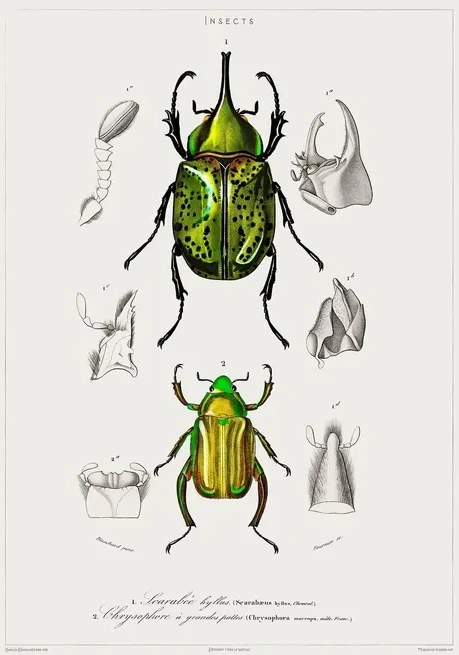 Vintage Museum - Insects