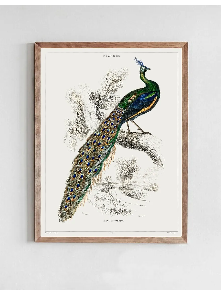 Vintage Museum - Peacock
