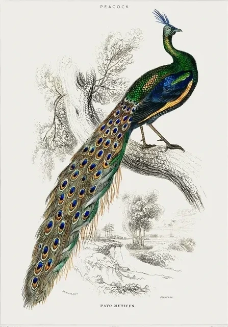Vintage Museum - Peacock
