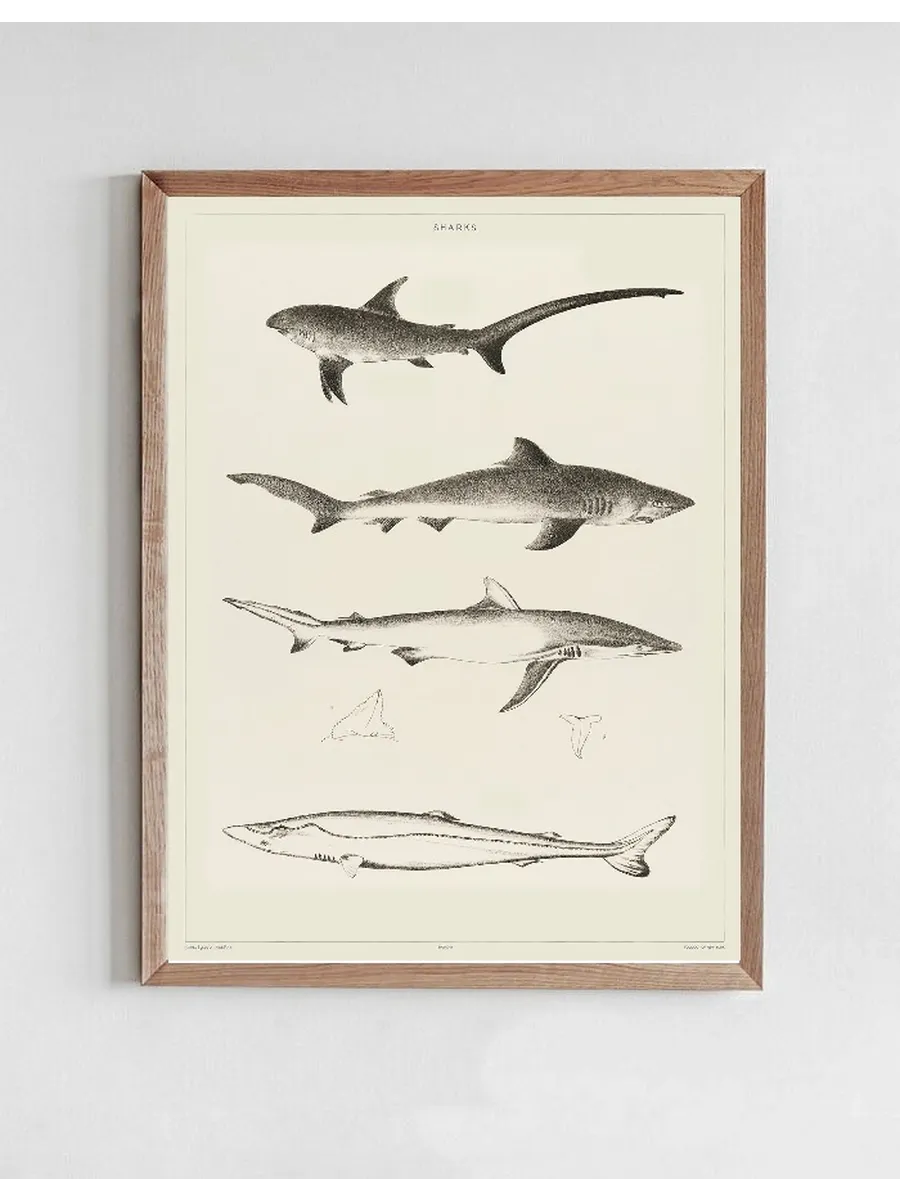 Vintage Museum - Sharkes