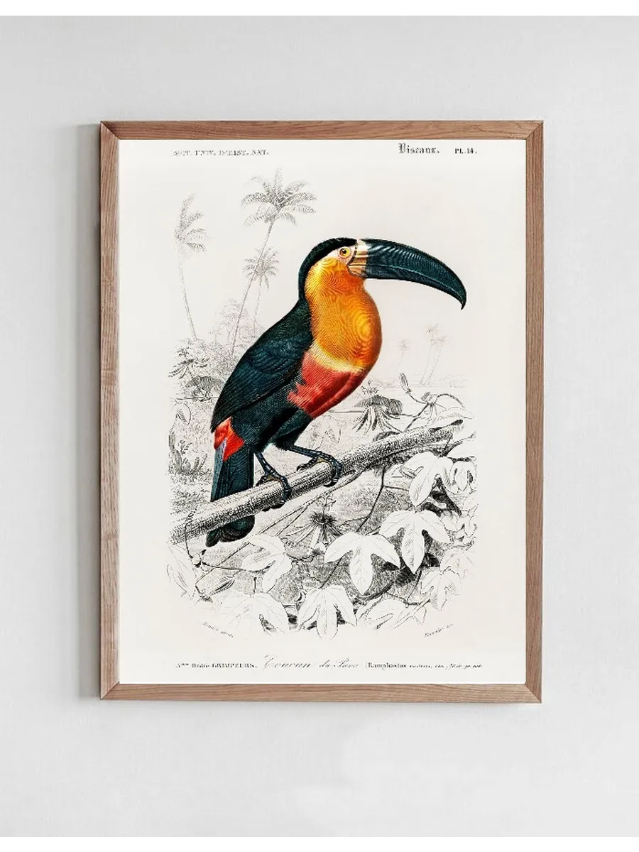 Vintage Museum - Tucan