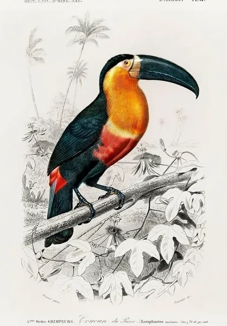 Vintage Museum - Tucan
