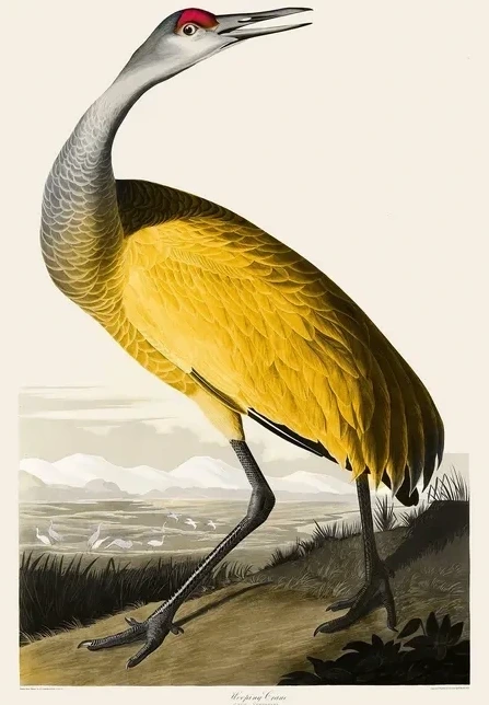 Vintage Museum - Yellow bird