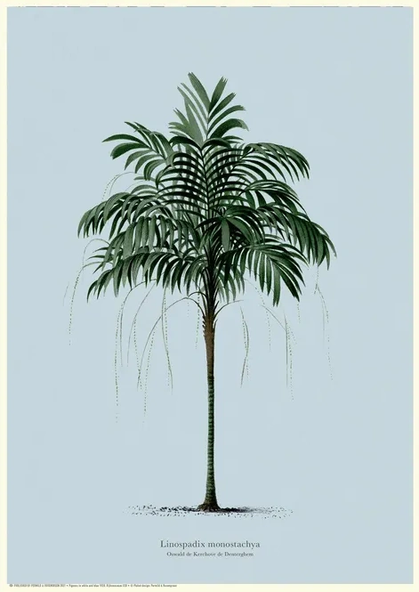 Vintage Palm