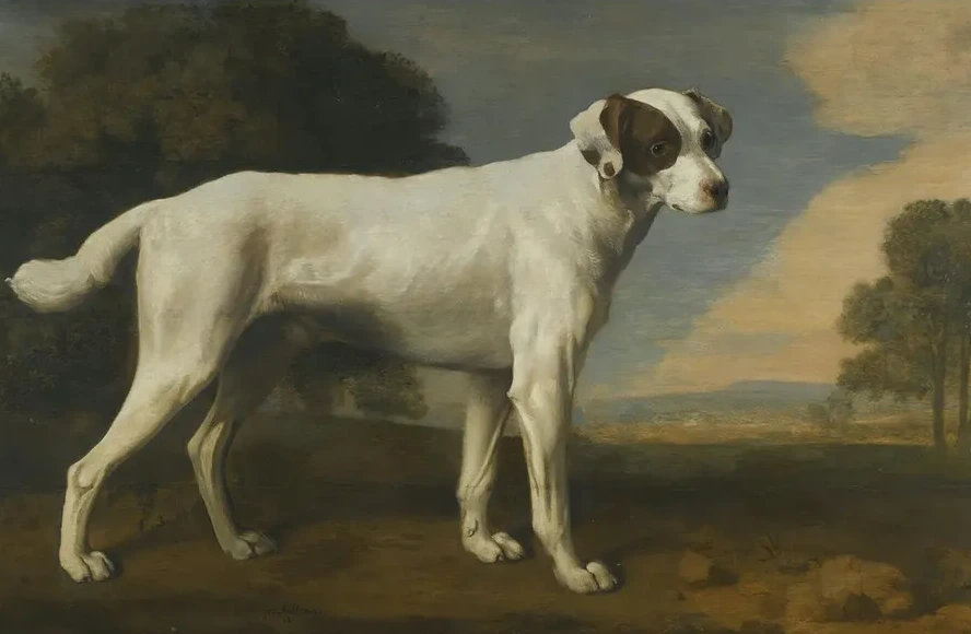 Viscount Gormanston's White Dog