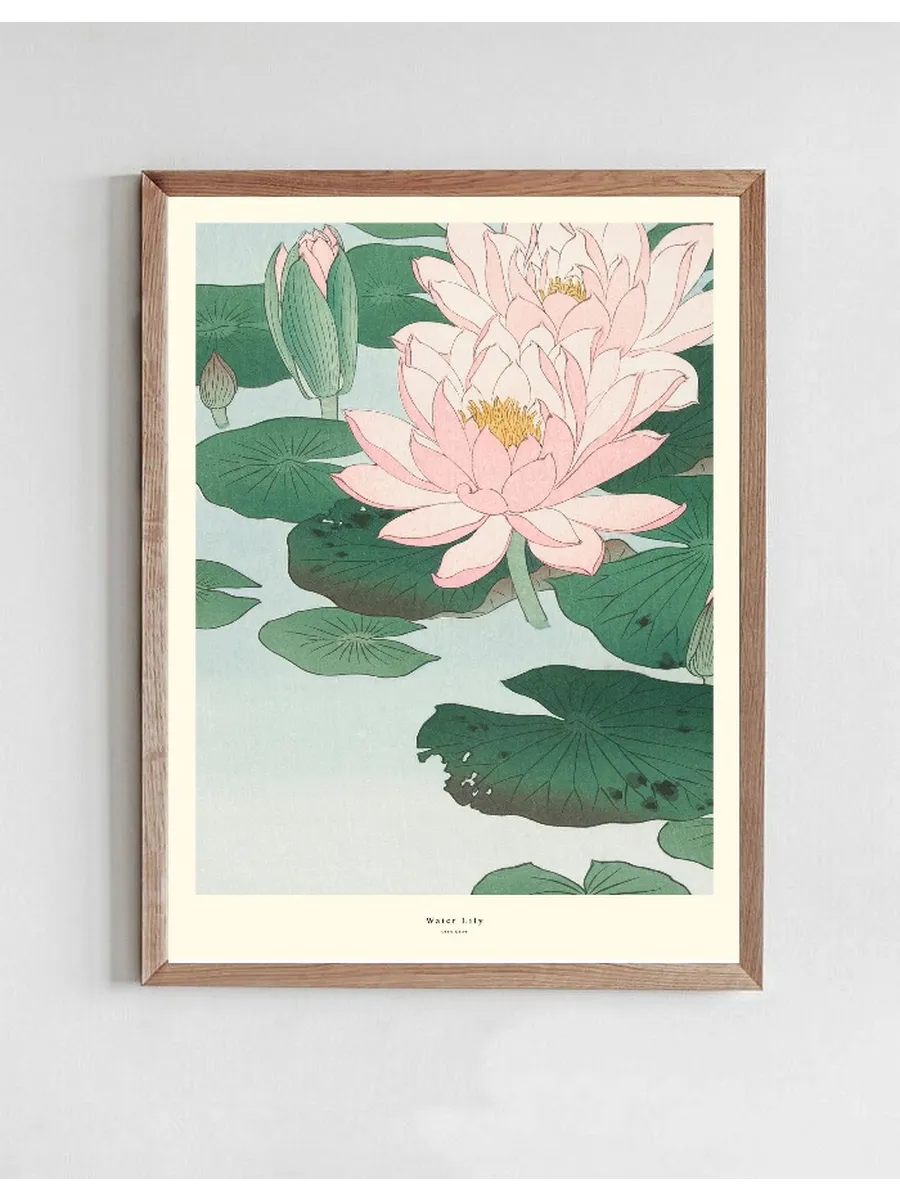Water Lily