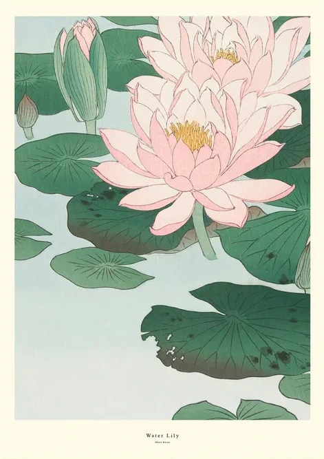 Water Lily