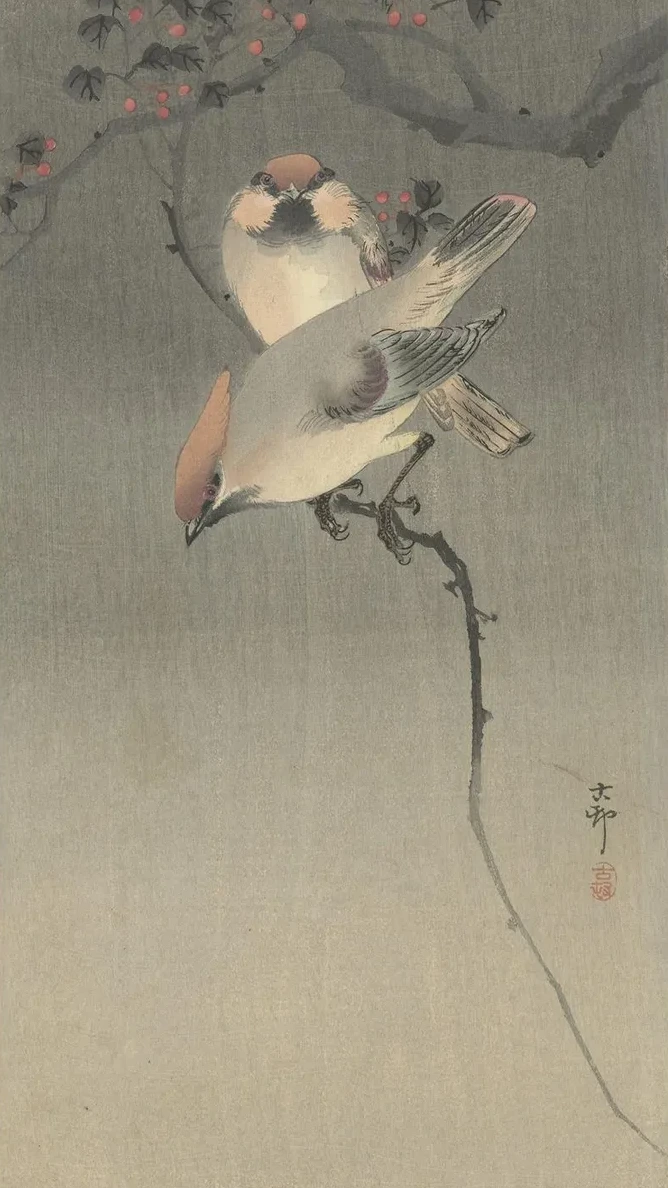 Waxwing Birds