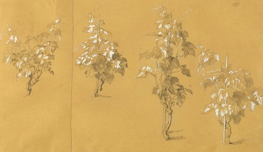 Weinstock, Studie Zu Hermann Und Dorothea IM Weinberg