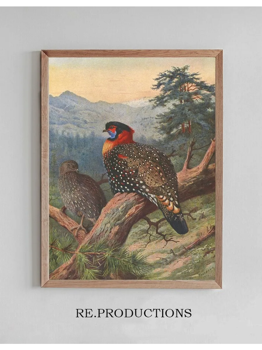Western Tragopan