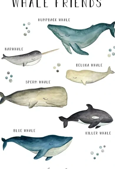 Whale Friends