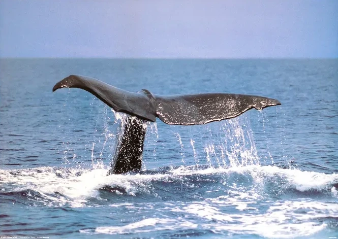 Whale's Tail