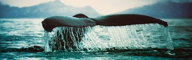 Whale