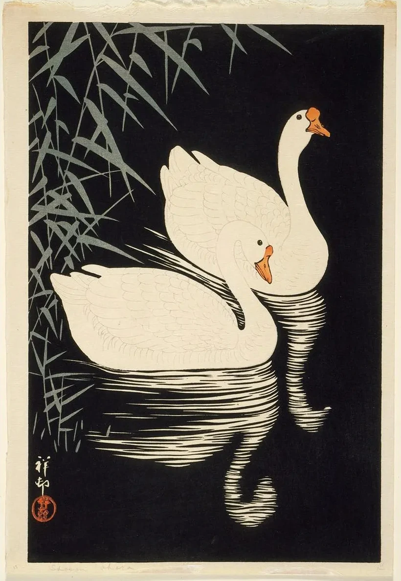 White Chinese Geese Swimming By Reeds