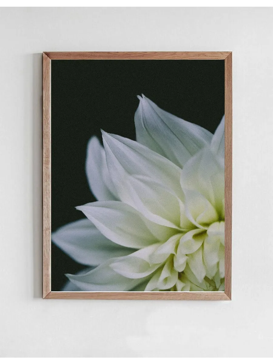 White Dahlia