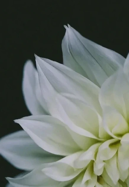 White Dahlia
