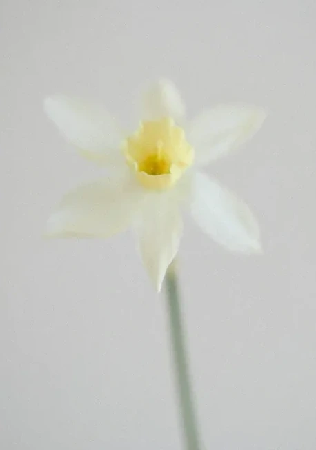 White Spring - Spring 1 3